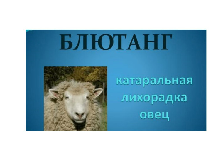 Памятка для населения "Блютанг". Памятка для населения "Блютанг".